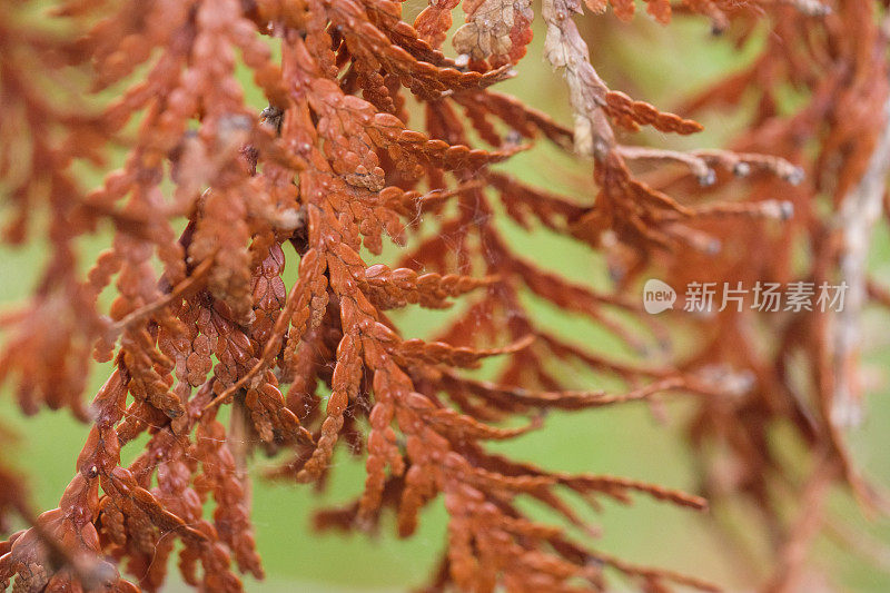 Macro Of A干常绿树枝